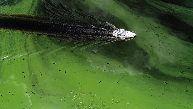 climate change toxic algae 