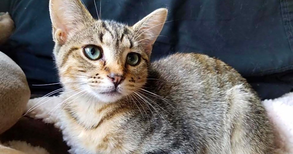 Want To Adopt A Pet? Here Are 4 Fluffy Felines To Adopt Now In Chicago