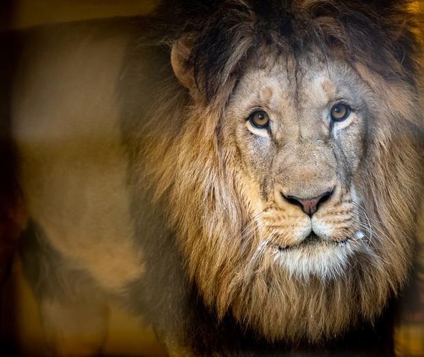 pittsburgh-zoo-lion 