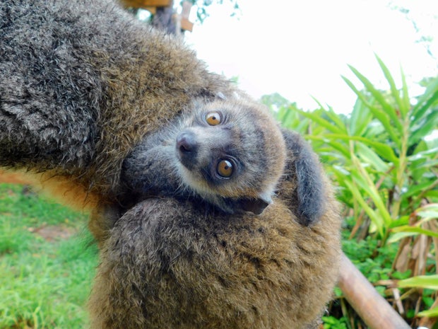 Zoo Miami Endangered Mongoose Lemur Baby