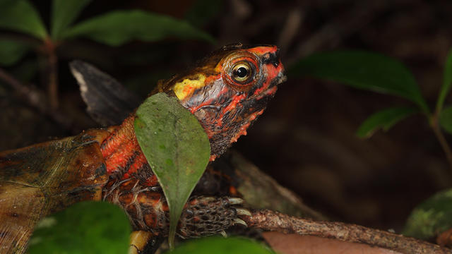 black-breasted-leaf-turtle.jpg 