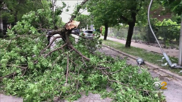 OakParkTreeDown.jpg 