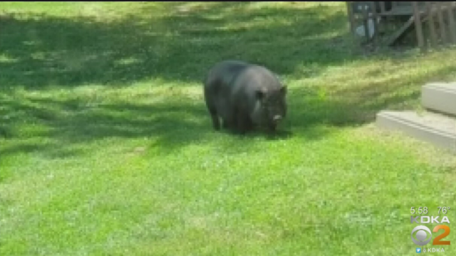 mysterious-yukon-pig.png 