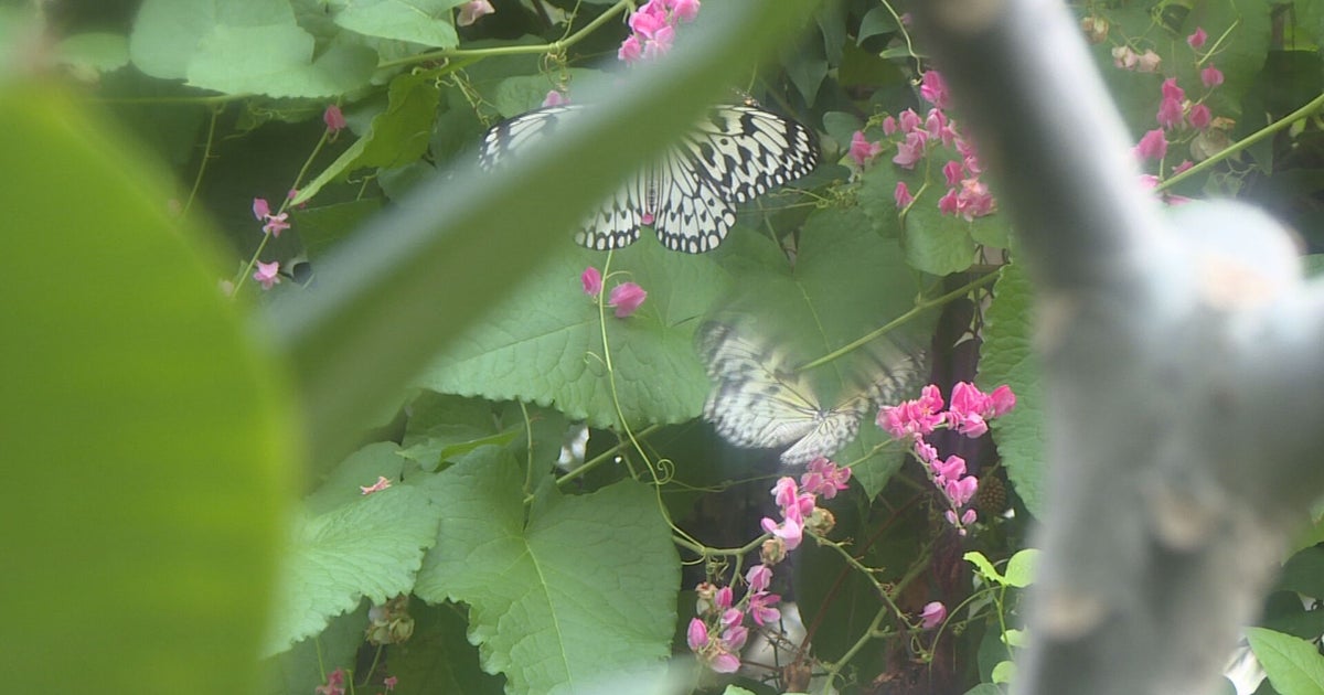 Reopening Colorado Butterfly Pavilion Back The Public CBS Colorado