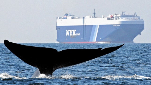 blue-whale-off-san-francisco-NOAA-photo.jpg 