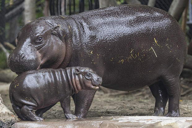 Endangered Pygmy Hippo Calf Receives His Name, Moves from Maternity to Main HabitatThis week, just in time for the San Diego Zoo's official reopening to the public on June 20, a 2-month-old male pygmy hippopotamus and his mother, Mabel, graduated from 