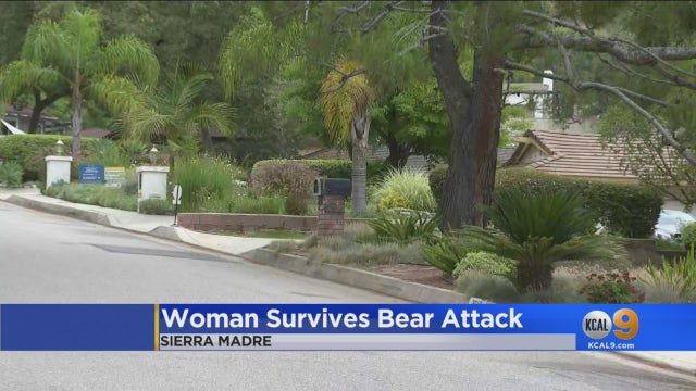 Sierra-Madre-Bear-Attack.jpg 
