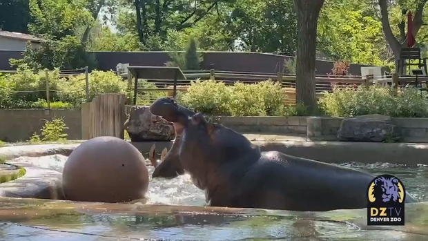 DENVER ZOO HIPPO 12VO .transfer_frame_0 