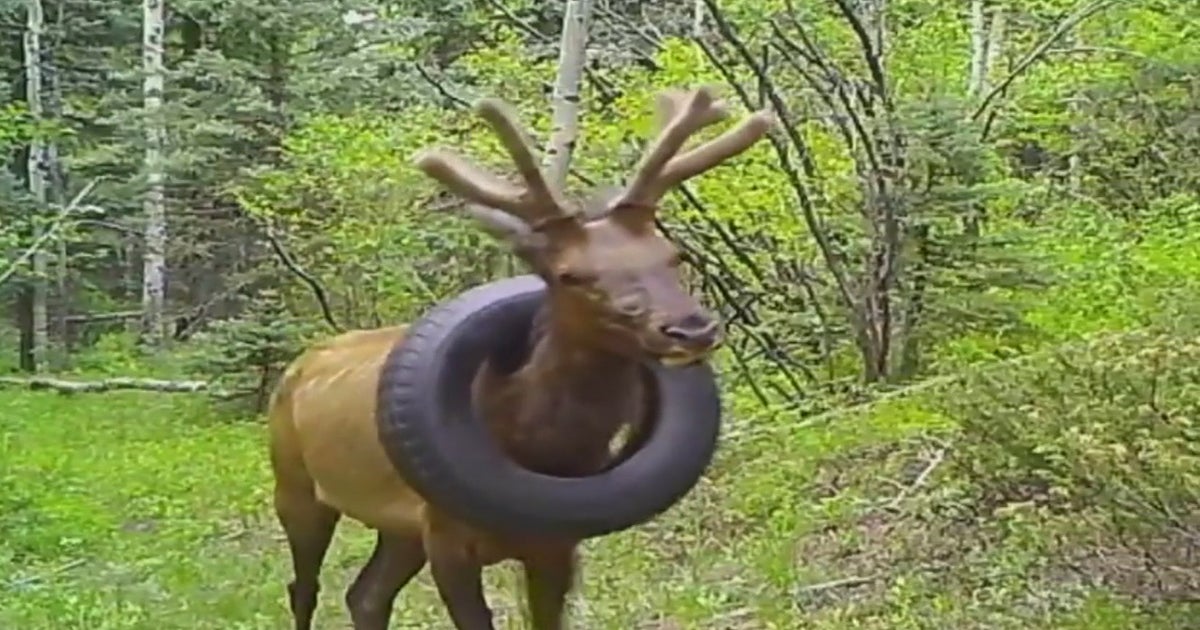 Elk Spotted With Tire Around Its Neck CBS Colorado