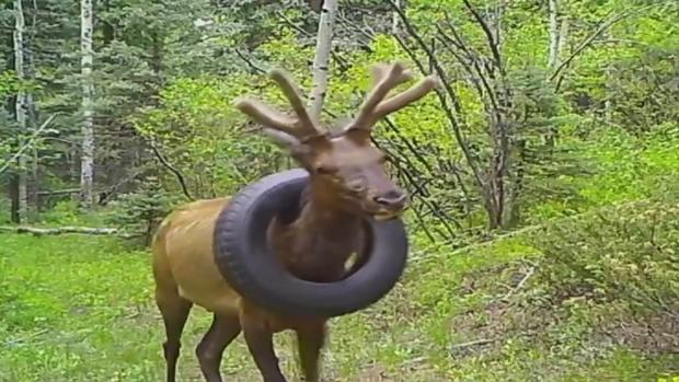 elk stuck in tire 2 