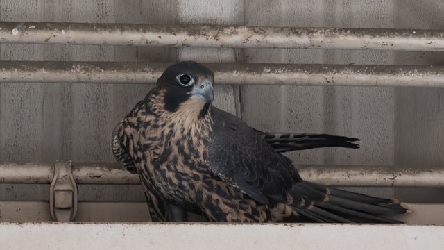 Peregrine-Falcon-chick-walking-towards-parents.jpg 