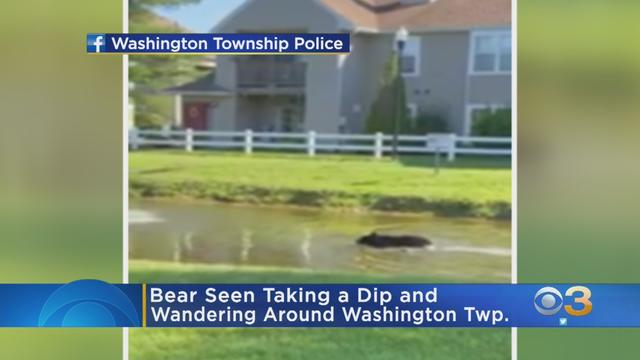 washington-township-bear.jpg 