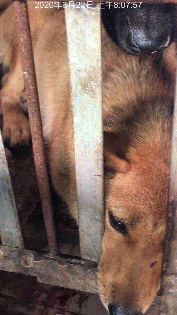 china-dog-meat-festival-cages.jpg 