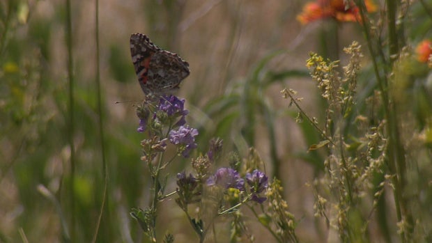POLLINATOR WEEK 5PKG.transfer_frame_482 