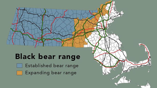 black-bear-range-massachusetts.jpg 