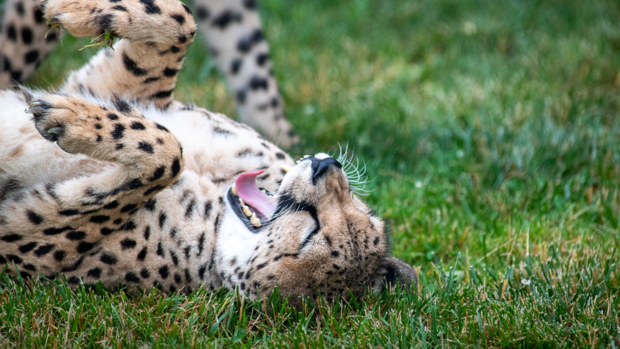 cheetah cubs (3) 