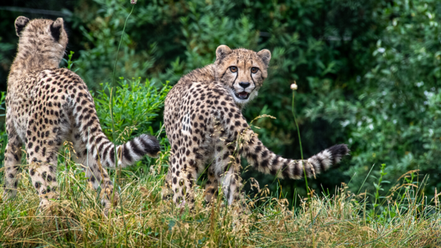 cheetah cubs 