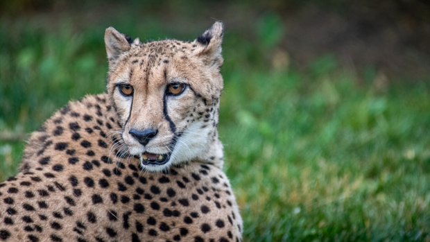 cheetah cubs (1) 