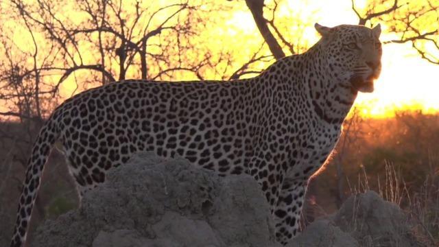cbsn-fusion-virtual-safaris-bring-nature-into-homes-but-at-what-cost-to-conservation-thumbnail-507122-640x360.jpg 