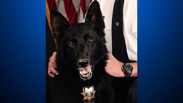 K9BAK.jpg 