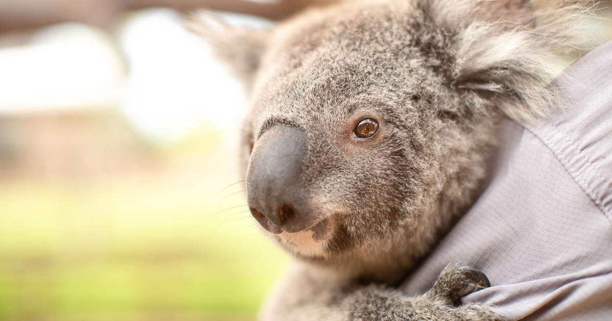 Koalas are on track to go extinct in Australia