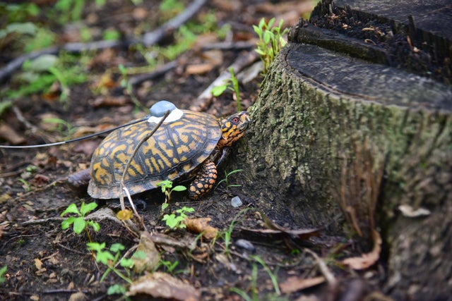 Lego Turtle Released 