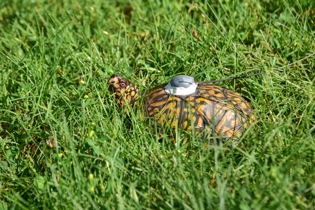 Lego Turtle Released 