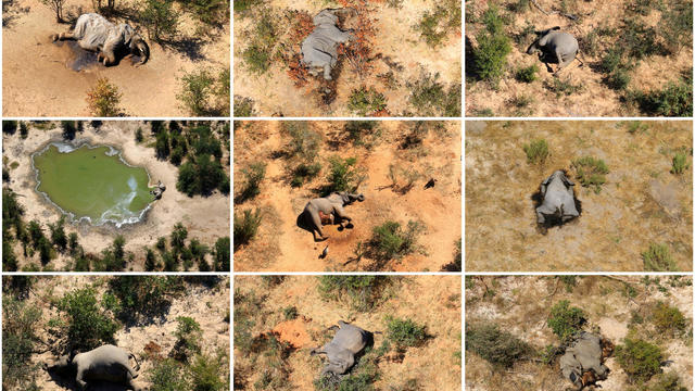Zimbabwe Dying Elephants 