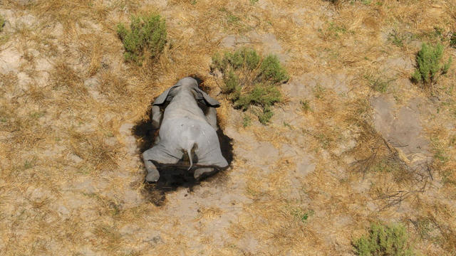 A dead elephant is seen in this undated handout image in Okavango Delta 