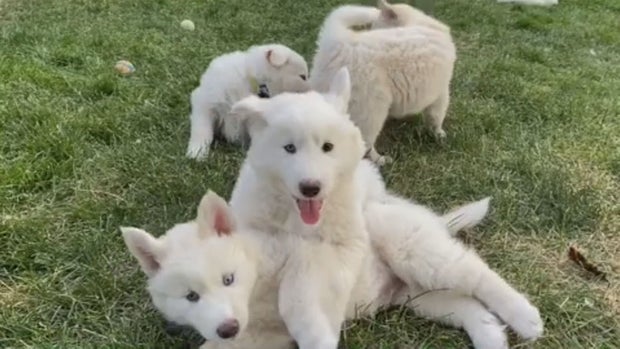 CUTE PUPPIES 12VO.transfer_frame_366 