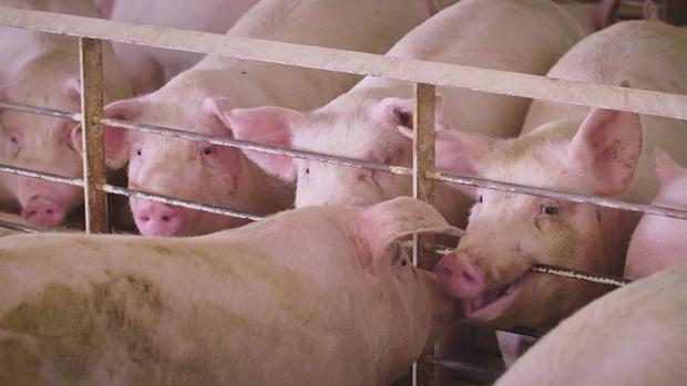 swine flu pigs 