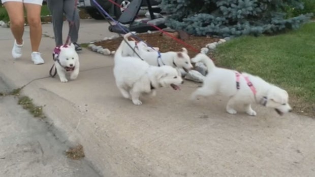 CUTE PUPPIES 12VO.transfer_frame_722 