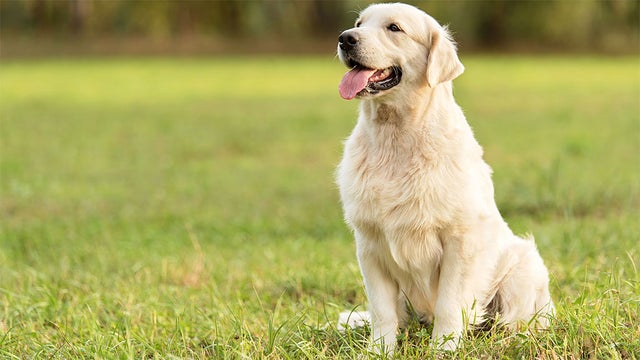 dog-7-year-study.jpg 
