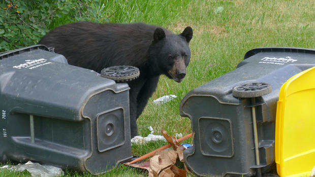 Bear in Trash 3 (credit Shannon Lukens) 