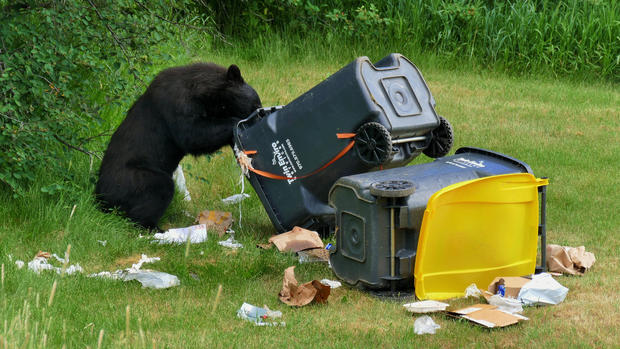 Bear in Trash 2 (credit Shannon Lukens) 