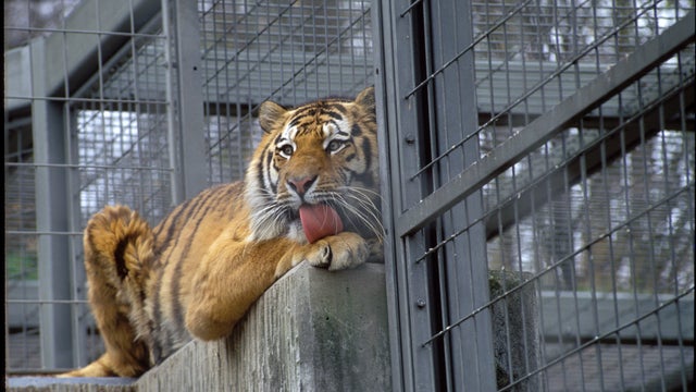 Siberian tiger in the Zurich zoo 