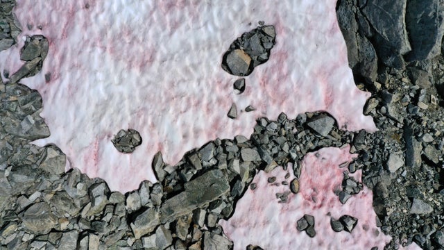 ITALY-MOUNTAIN-ENVIRONMENT-SNOW-ALGAE 