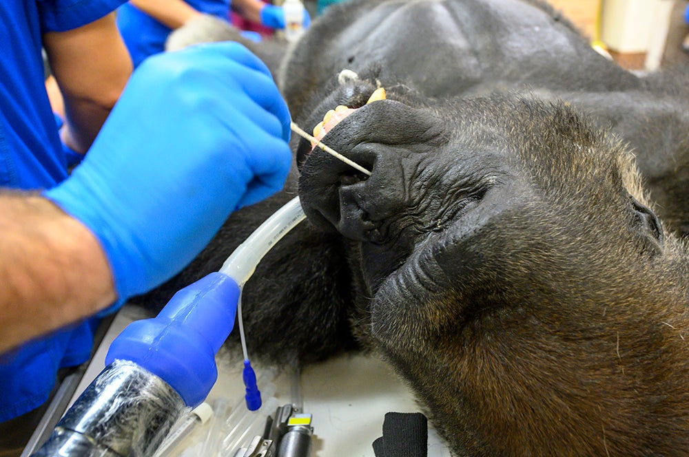 Shango the Gorilla Zoo Miami 