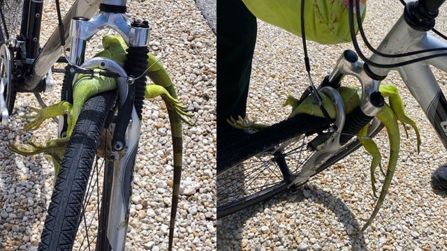 BIKE-IGUANA.jpg 