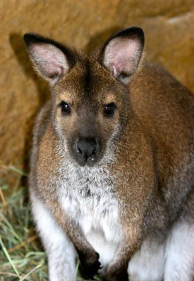 Wallaby missing credit Zoology Foundation of Larkspur pic 02 