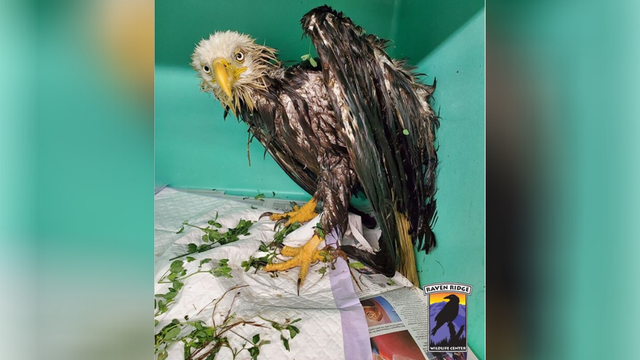 bald-eagle-manure-pit-1.png 