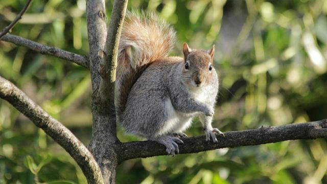 Squirrel Sitting On Tree 