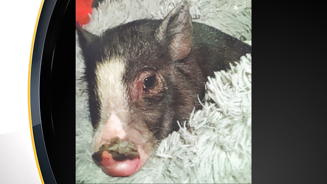 Borough-of-Pleasant-Hills-pig.png 