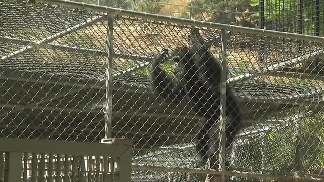 wildlife-waystation-chimpanzee-care.jpg 