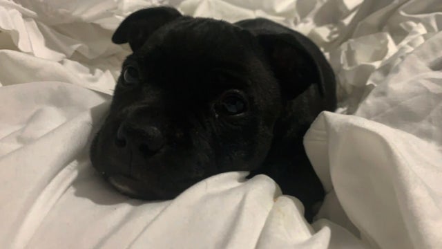 Stolen-Puppy-Luna.jpg 