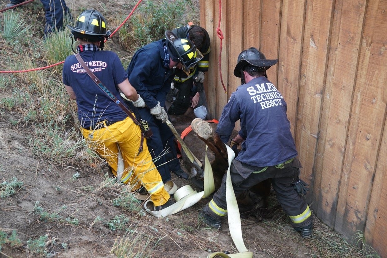 Firefighters Rescue Horse Trapped Upside Down In Ditch - CBS Colorado