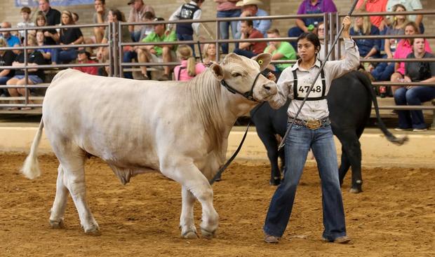 Livestock market show 