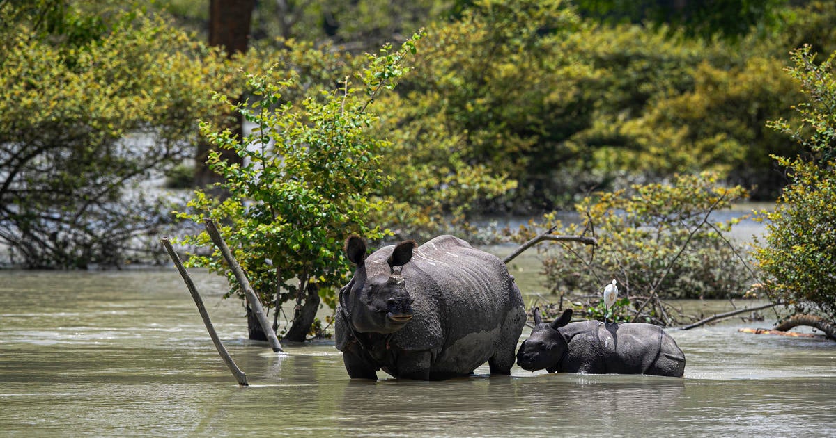 Flooding In India's Assam State Leaves Scores Dead, Including ...