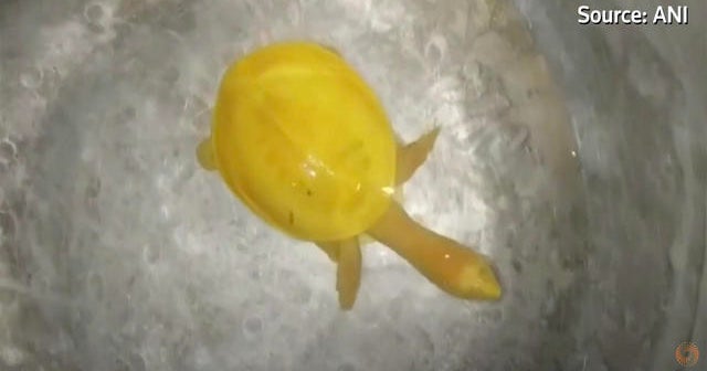 Rare yellow turtle found in India CBS News