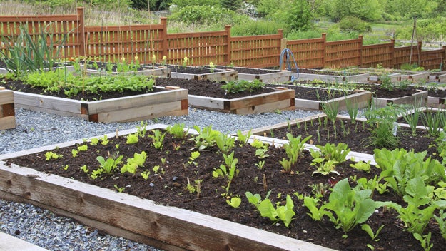community_gardens-11.jpg 